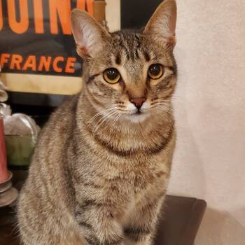 Rescue Domestic Short Hair Cats for Adoption in Morgan Hill, California - Sapphire | PetCurious