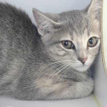 Lilo-2344 -  Domestic Short Hair Cat for Adoption in Tyler, Texas - Lilo-2344 | PetCurious