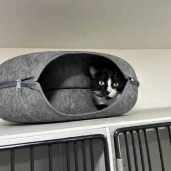 LoverBoy -  Domestic Short Hair Cat for Adoption in Bismarck, North Dakota - LoverBoy | PetCurious