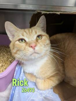 Rick -  Domestic Short Hair Cat Available for Adoption in Oak Ridge, Tennessee - Rick | PetCurious