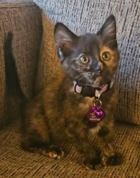Brenda -  Tortoiseshell and Extra Toes Cat Hemingway Polydactyl Cat for Adoption in Pasco, Washington - Brenda | PetCurious