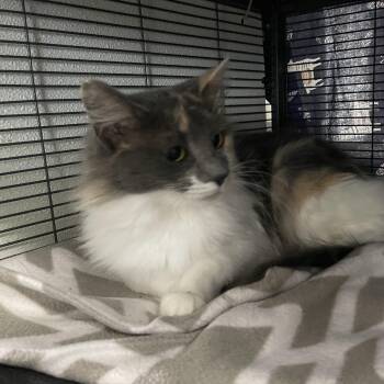 Rescue Domestic Long Hair Cats for Adoption in Wyandotte, Michigan - Cherry | PetCurious