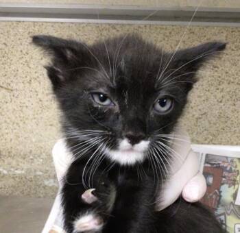 Domestic Short Hair Cats Available for Adoption - FREYA | PetCurious