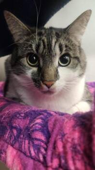 Milo -  Domestic Short Hair Cat for Adoption in Bellevue, Washington - Milo | PetCurious