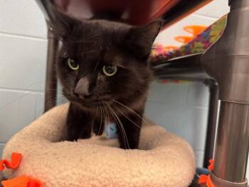 SCALLYWAG -  Domestic Long Hair Cat for Adoption in Peoria, Illinois - SCALLYWAG | PetCurious