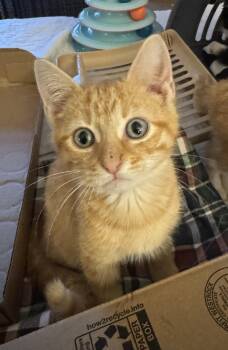 Charlie -  Domestic Short Hair Cat for Adoption in Herndon, Virginia - Charlie | PetCurious