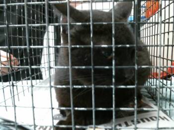 CONAN -  Domestic Medium Hair and Domestic Short Hair Cat for Adoption in Houston, Texas - CONAN | PetCurious