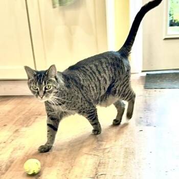 Rosa -  Domestic Short Hair Cat for Adoption in Springfield, Oregon - Rosa | PetCurious