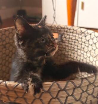 WREN -  Domestic Medium Hair Cat for Adoption in Fort Wayne, Indiana - WREN | PetCurious