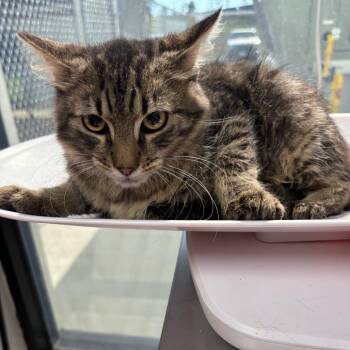 Larry -  Domestic Short Hair Cat for Adoption in Columbiana, Alabama - Larry | PetCurious