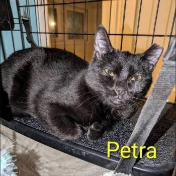 Domestic Short Hair Cats Available for Adoption - Petra | PetCurious