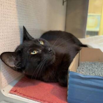 Domestic Short Hair Cats Available for Adoption in Richmond, Virginia - Bouncy Beans | PetCurious