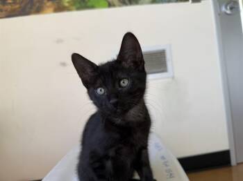 Rescue Domestic Short Hair Cats for Adoption in Santa Clara, California - BOBBY | PetCurious