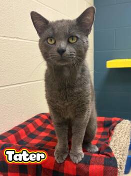 Tater -  Domestic Short Hair Cat for Adoption in Valparaiso, Indiana - Tater | PetCurious