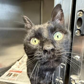Black Beauty -  Domestic Short Hair Cat for Adoption in Manchester, New Hampshire - Black Beauty | PetCurious