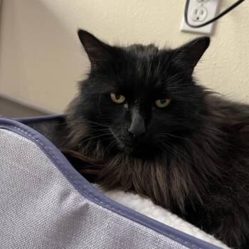 Domestic Long Hair Cats Available for Adoption in Las Vegas, Nevada - Mavros | PetCurious