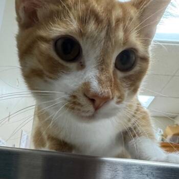 Cheddar Crisps -  Domestic Short Hair Cat for Adoption in Pekin, Illinois - Cheddar Crisps | PetCurious