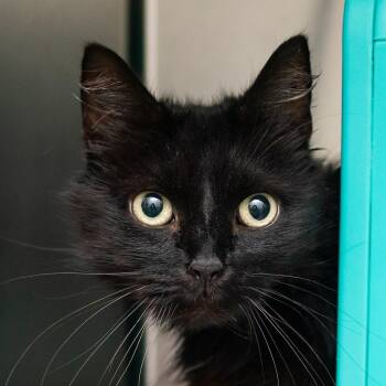 Pink Lady -  Domestic Medium Hair Cat for Adoption in Middletown, Rhode Island - Pink Lady | PetCurious