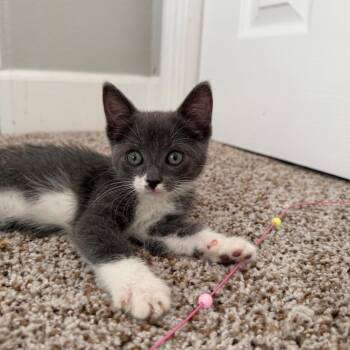 Rachel -  Domestic Short Hair Cat for Adoption in Fresno, California - Rachel | PetCurious