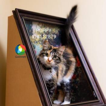If2c Poppy -  Domestic Medium Hair Cat for Adoption in Lawrenceville, Georgia - If2c Poppy | PetCurious