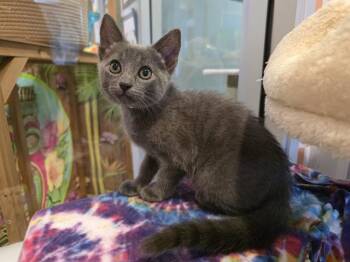 MAYA -  Domestic Short Hair Cat for Adoption in Santa Clara, California - MAYA | PetCurious