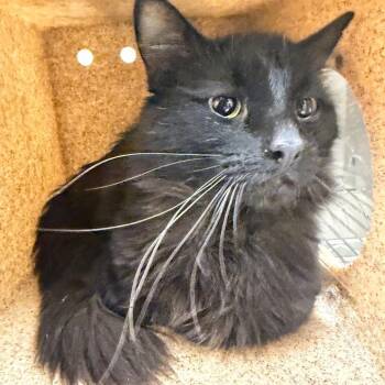 Domestic Short Hair Cats Available for Adoption in Reno, Nevada - Romeo | PetCurious