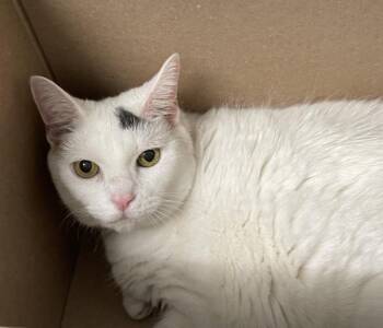 Darla -  Domestic Long Hair Cat for Adoption - Darla | PetCurious