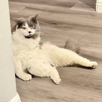 Tofu -  Domestic Medium Hair Cat for Adoption in Las Vegas, Nevada - Tofu | PetCurious