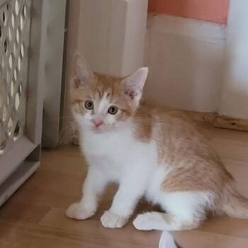 Chester -  Domestic Short Hair Cat for Adoption in Yorktown, Indiana - Chester | PetCurious