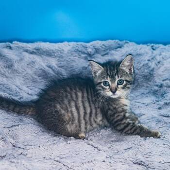 Domestic Short Hair Cats Available for Adoption in San Antonio, Texas - Nettle | PetCurious