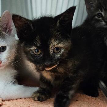 Cleo -  Domestic Short Hair Cat for Adoption in Oneonta, New York - Cleo | PetCurious