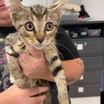 Luke-C -  Domestic Short Hair Cat for Adoption in East St. Louis, Illinois - Luke-C | PetCurious