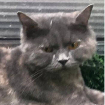 Rescue Domestic Short Hair Cats for Adoption in Merrifield, Virginia - Mimi Kuwait | PetCurious