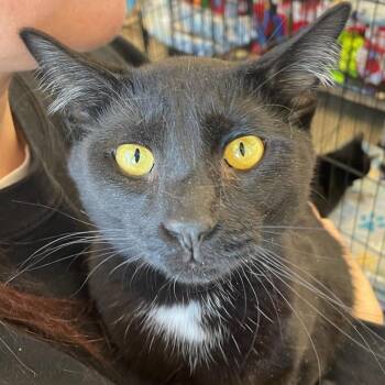 Ozzy (pka Obsidian [Obi]) -  Domestic Short Hair Cat Available for Adoption in Winchester, Virginia - Ozzy (pka Obsidian [Obi]) | PetCurious
