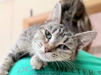 Kwik Trip -  Domestic Short Hair Cat for Adoption in Menomonie, Wisconsin - Kwik Trip | PetCurious