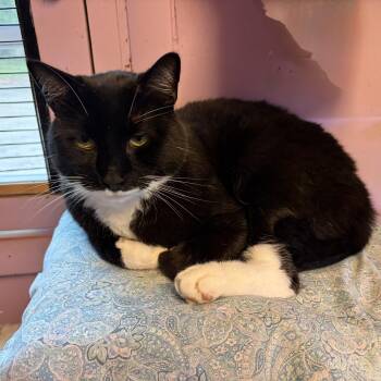Masala -  Domestic Short Hair Cat for Adoption in Cortland, New York - Masala | PetCurious