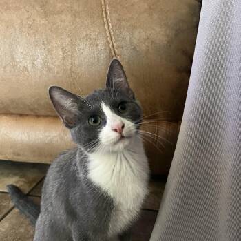 Rescue Domestic Short Hair Cats for Adoption in Stockton, California - Nic INDOOR ONLY | PetCurious