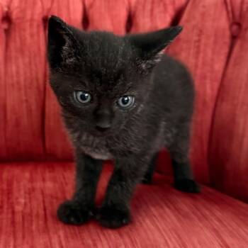 Binx 5777 C -  Domestic Short Hair Cat for Adoption in Frankfort, Kentucky - Binx 5777 C | PetCurious