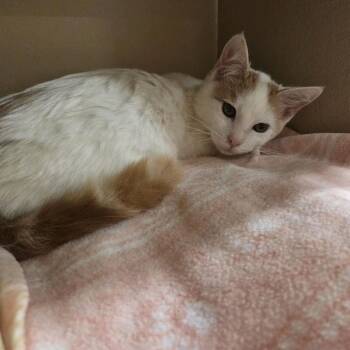 Lance -  Domestic Short Hair Cat for Adoption in Hemet, California - Lance | PetCurious