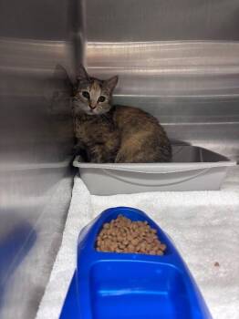 Domestic Short Hair Cats Available for Adoption in Burgaw, North Carolina - Amethyst | PetCurious