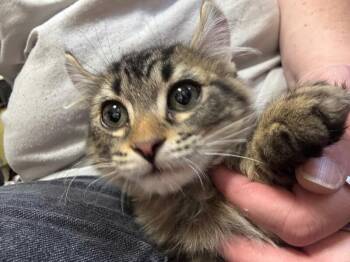 Dean -  American Curl Cat for Adoption in Grand Rapids, Michigan - Dean | PetCurious
