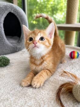 Gideon -  Domestic Medium Hair Cat for Adoption in Chattanooga, Tennessee - Gideon | PetCurious