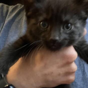Domestic Short Hair Cats Available for Adoption in North Branford, Connecticut - 26-135 Sesame | PetCurious