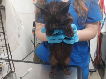 BUTTER -  Domestic Short Hair Cat for Adoption in Fort Lauderdale, Florida - BUTTER | PetCurious