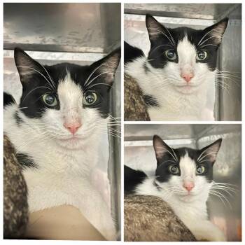Patch -  Domestic Short Hair Cat for Adoption in New York, New York - Patch | PetCurious
