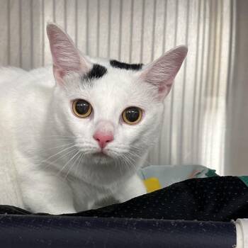 Marshmallow Pie -  Domestic Short Hair Cat for Adoption in West Palm Beach, Florida - Marshmallow Pie | PetCurious