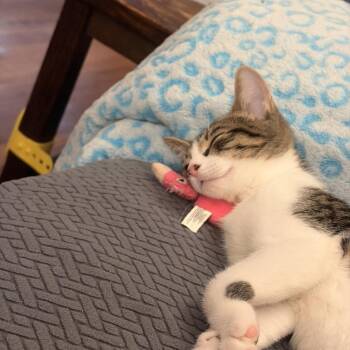 Darling -  Domestic Short Hair Cat for Adoption in Thomaston, Connecticut - Darling | PetCurious