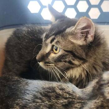 Jebadiha -  Domestic Long Hair Cat for Adoption in Kingman, Arizona - Jebadiha | PetCurious
