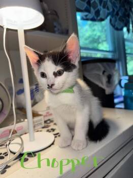 Chopper -  Domestic Short Hair Cat for Adoption in Westfield, Massachusetts - Chopper | PetCurious