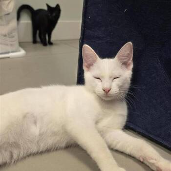 Maui Burst -  American Shorthair Cat for Adoption in Freeport, Florida - Maui Burst | PetCurious